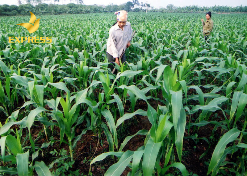 Đất 03 được sử dụng cho mục đích chăn nuôi, trồng trọt, phân loại các loại đất nông nghiệp khác
