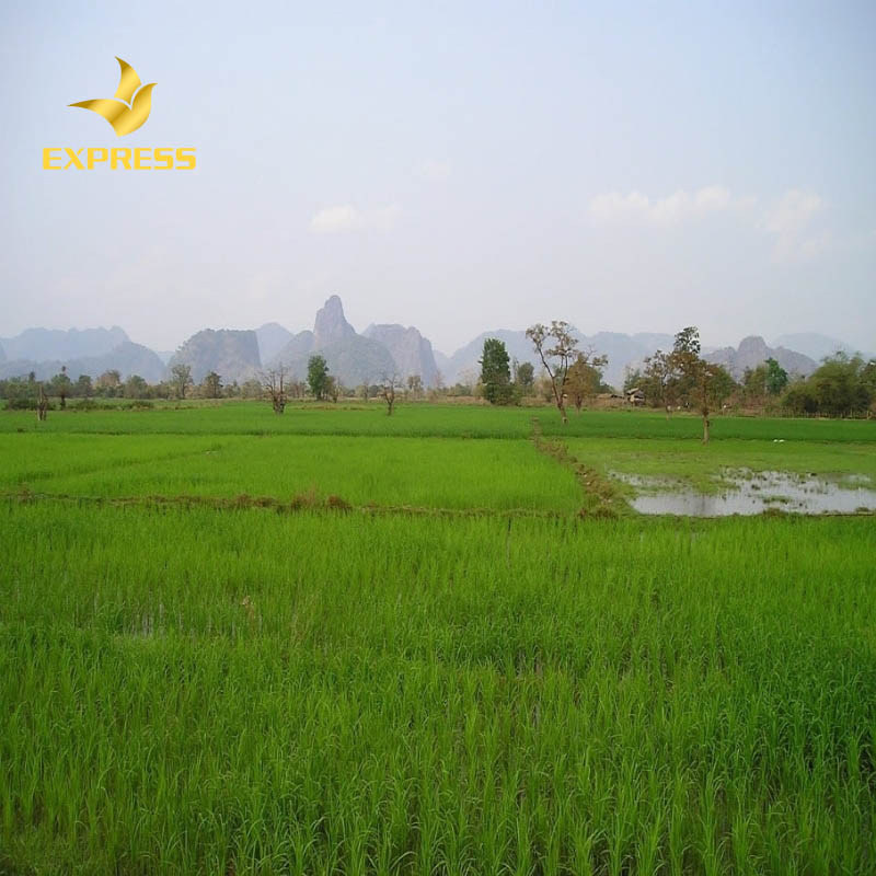 Kinh nghiệm đầu tư đất ruộng xã Phong Mỹ huyện Cao Lãnh 