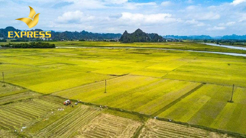 Đất ruộng Hà Nam. Dự án quy hoạch chuyển đổi mục đích sử dụng đất trồng lúa.