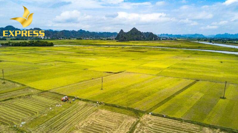 Bất động sản Tam Bình, đất ruộng Tam Bình điểm hẹn của tương lai