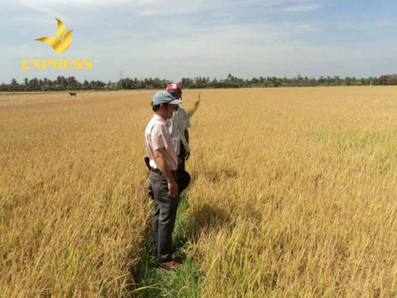 Đất ruộng Trà Ôn có tiềm năng phát triển mạnh, góp phần tăng trưởng kinh tế của khu vực