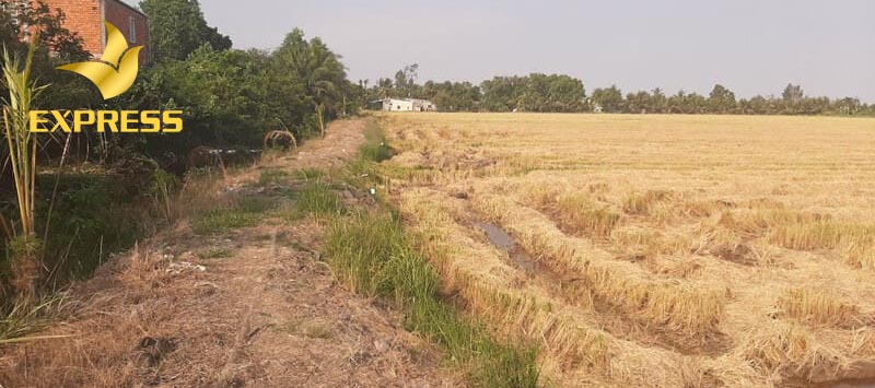 Đất ruộng Vĩnh Hiệp là một mối quan tâm lớn cho các nhà đầu tư khi góp vốn tỉnh Kiên Giang.