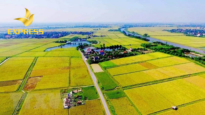 Rủi ro có thể gặp phải khi mua đất ruộng tại Nha Trang