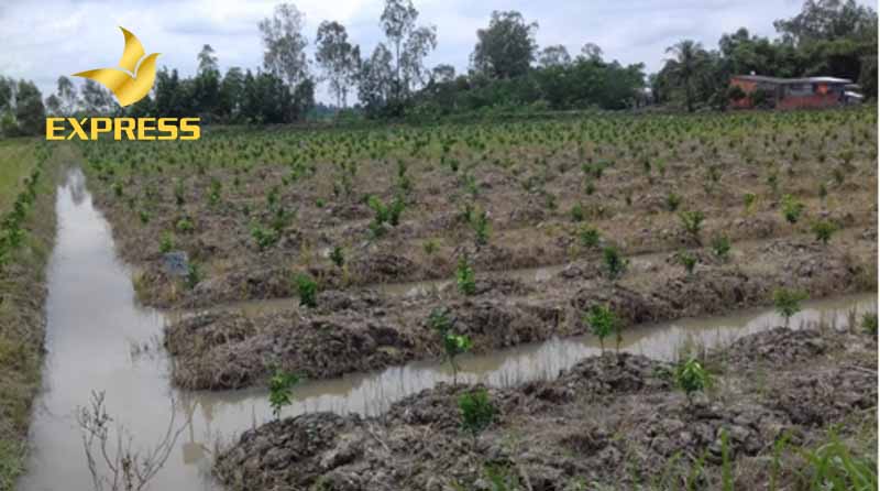 Sản xuất nông nghiệp theo mô hình trồng lúa kết hợp cây ăn quả và nuôi trồng thủy sản xen canh