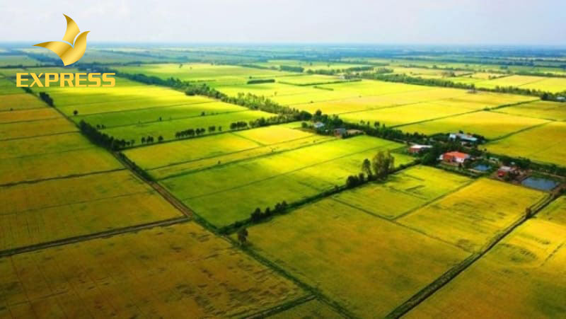 Đất ruộng là loại đất để trồng lúa và là loại đất chiếm diện tích khá lớn ở nước ta