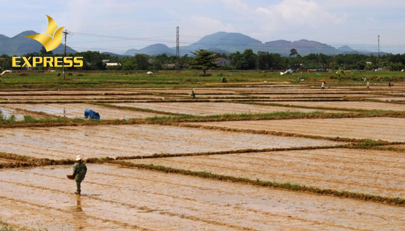 Đất ruộng ở Phong Điền góp phần vào phát triển kinh tế của huyện qua sản xuất lương thực