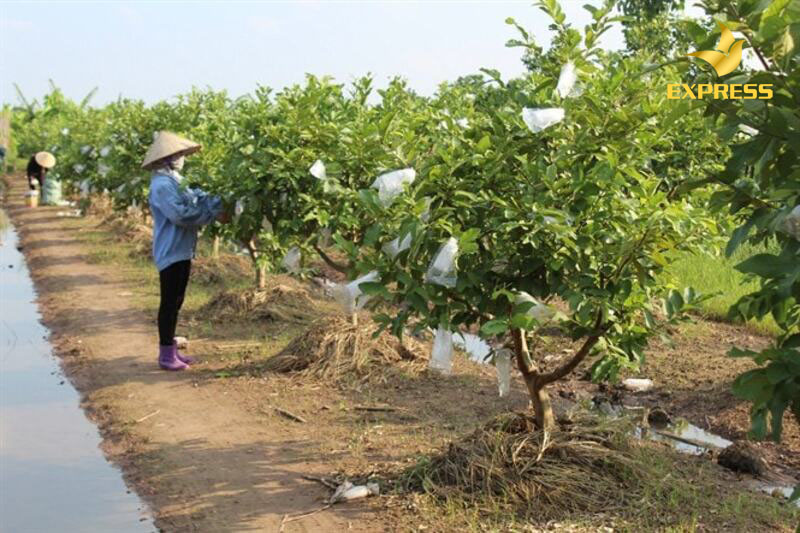 Đất trồng cây lâu năm là đất được quy định nằm trong nhóm đất nông nghiệp