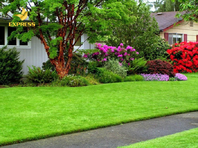 Biến hóa không gian xanh với cỏ sân vườn quanh nhà