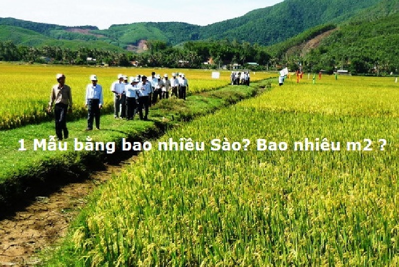 1 mẫu bằng bao nhiêu m2 bao nhiêu sào