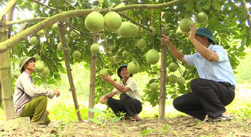 Đất nông nghiệp trồng cây ăn quả