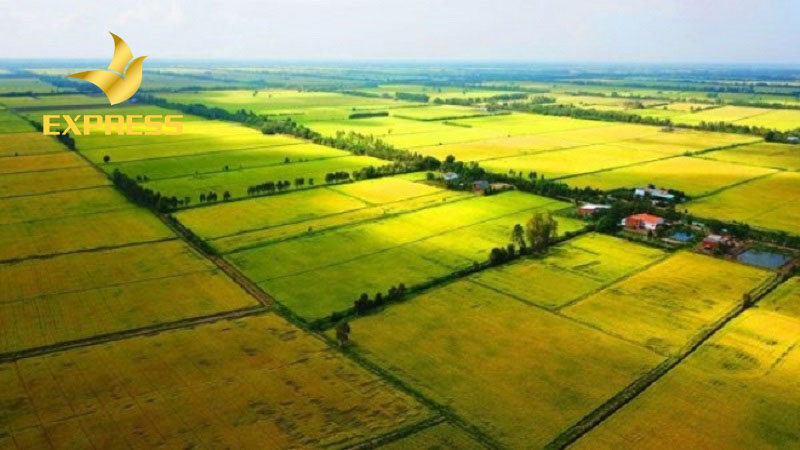 Đất ruộng chính là đất nông nghiệp dùng để trồng lúa