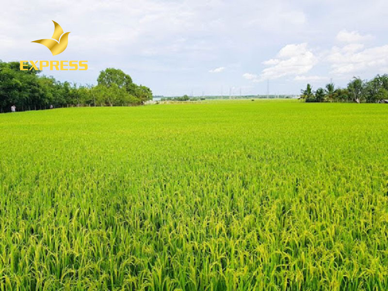 Đất ruộng là loại đất chuyên dùng để trồng lúa là chủ yếu