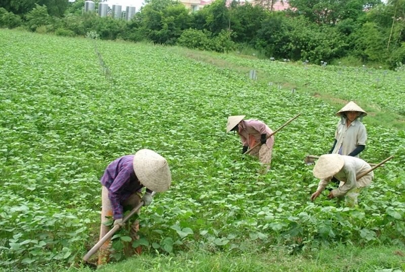 Hạn mức giao đất với những cây trồng hàng năm, đất nuôi trồng thủy hải sản, đất để làm muối