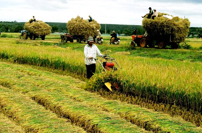 Thành phố Cần Thơ với tiềm năng phát triển nông nghiệp lớn