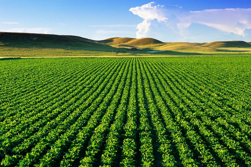 Thủ tục, hồ sơ xin gia hạn quyền sử dụng đất nông nghiệp
