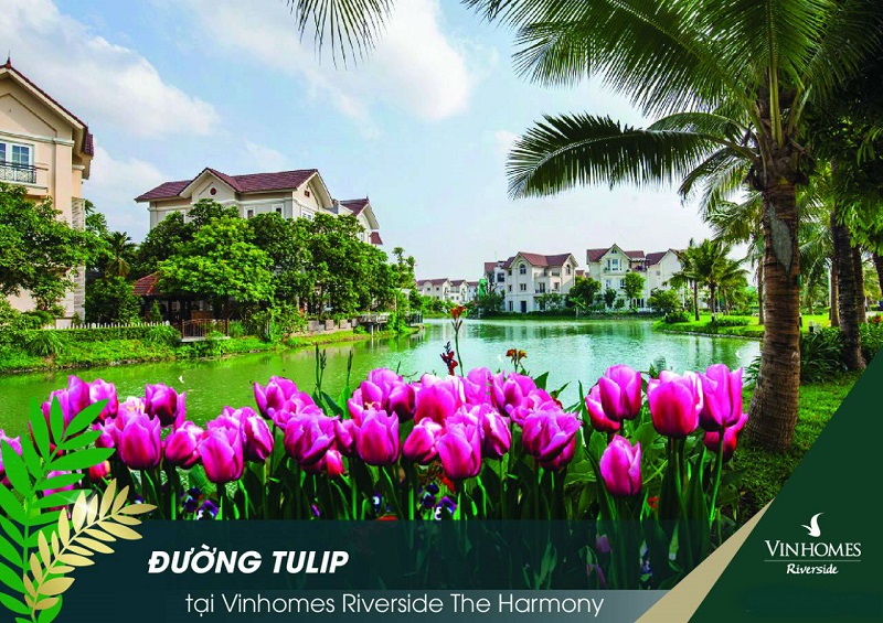TỔNG QUAN PHÂN KHU TULIP VINHOMES RIVERSIDE THE HARMONY