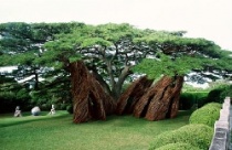 Home Grown – “Ngôi nhà nghệ thuật được trồng từ cây” 
