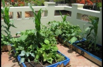 5 lời khuyên hữu ích khi trồng vườn trên sân thượng