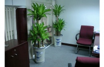 Điều chỉnh không khí cho văn phòng bằng cây xanh