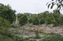 Thủ tục chuyển mục đích sử dụng đất trồng cây lâu năm sang đất ở nông thôn