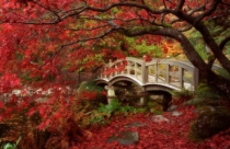Đẹp lạ lùng vườn Nhật đúng chất