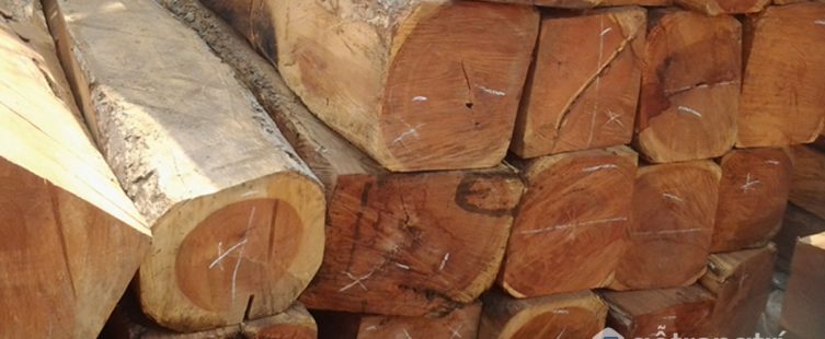  [Tìm hiểu] Gỗ gụ là gì? Ứng dụng dòng gỗ gụ trong sản xuất nội thất 2019					