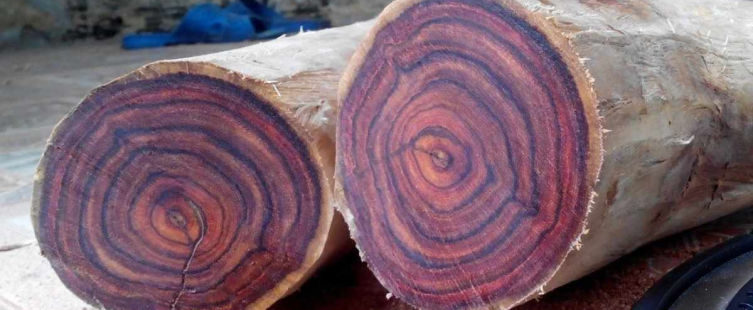  Các loại gỗ quý làm nội thất được ưa chuộng tại thị trường Việt Nam					