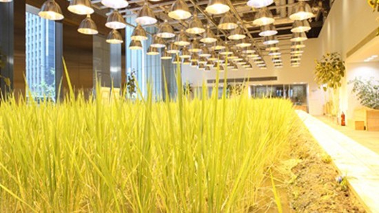  Văn phòng Nhật độc đáo với ruộng lúa chín vàng					