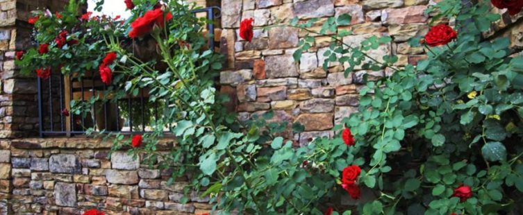  Ý nghĩa phong thủy của cây hoa hồng khi trồng trang trí trong nhà					