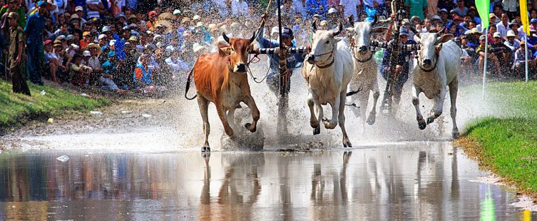  Không khí sôi động của Lễ hội đua bò Bảy Núi ở Châu Đốc (An Giang)					