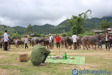  Bạn có biết gì về lễ cúng vía trâu của người Thái ở Sơn La không?					