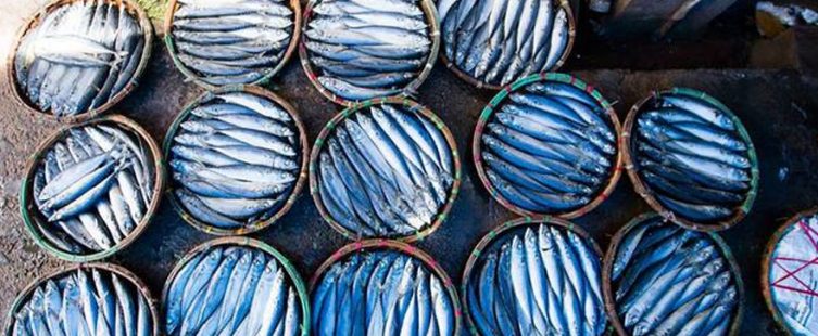  Làng nghề hấp cá ở Quy Nhơn – Làng nghề nổi tiếng ở miền Trung					